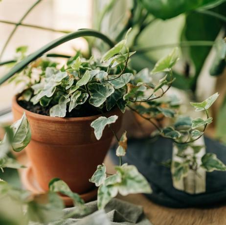 moderne compositie van huistuin gevuld met veel mooie planten, cactussen, vetplanten, luchtplanten in verschillende designpotten stijlvol plantkunde interieur huis tuinieren concept sjabloon