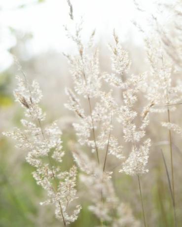 het creëren van een sensorische tuin