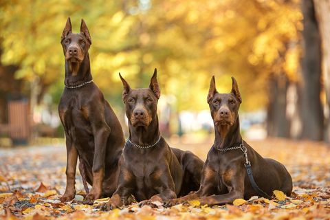 drie dobermann-pincher ontspannen in het park