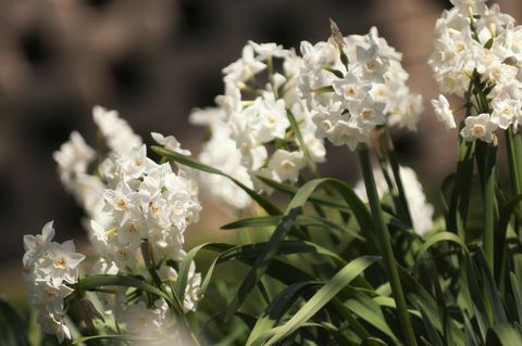 landelijk wonen narcissen bloembollen op thuisbasis