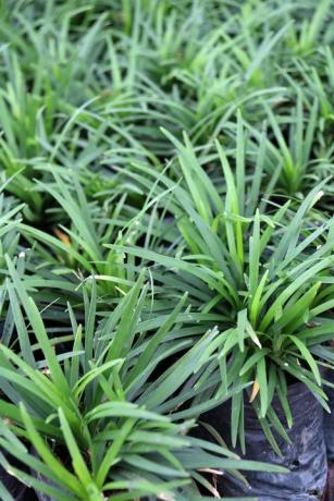 slangenbaardplant is een dicht kruidachtig groenblijvend meerjarig gras met een heuvelachtige vorm