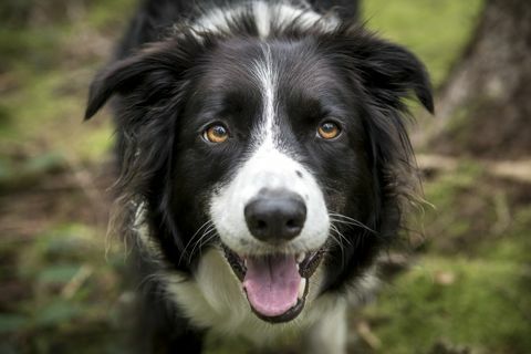 close-up van een prachtige border collie-hond