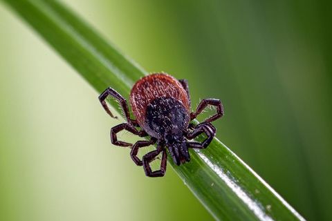 zwartbenige teek ixodes scapularis