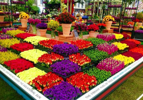 RHS Chelsea-bloemenshow M&S display