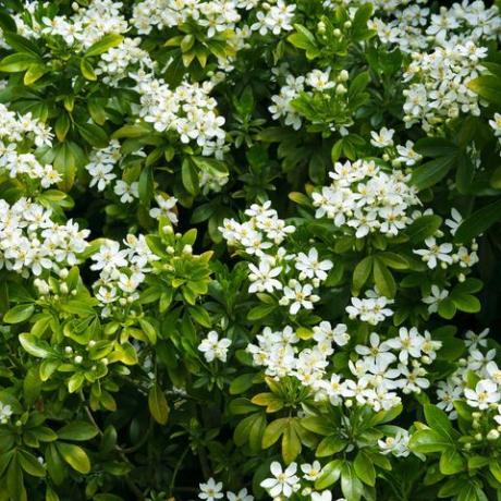 witte lentebloeiende shrup in horizontaal formaat vullend frame, choisya ternata, mexicaanse sinaasappel, in Engelse landtuin, Surrey, Engeland, VK