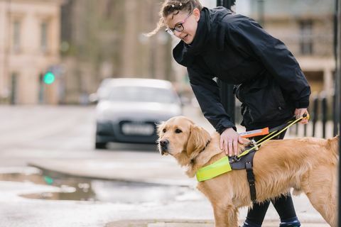 geleidehond puppytrainers nodig