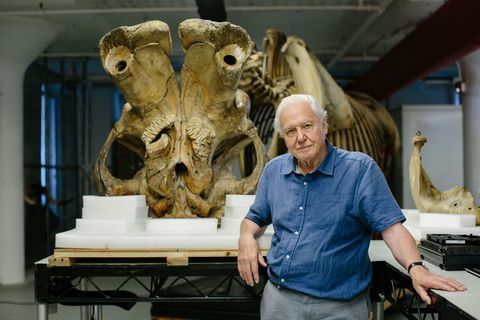 David Attenborough, en de Giant Elephant Jumbo