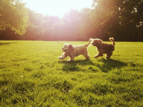 Paar van cocker-spaniëlhonden openlucht spelen