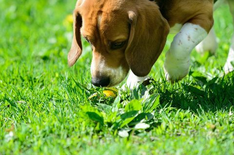 beagle hond ruikende bloem