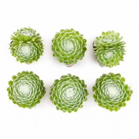 Sempervivum Cob-knopen (6-pack)