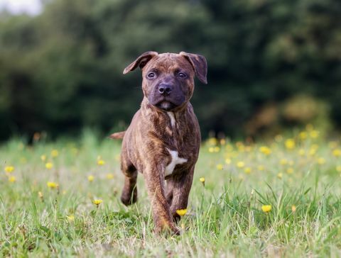 Staffordshire Bull Terrier puppy