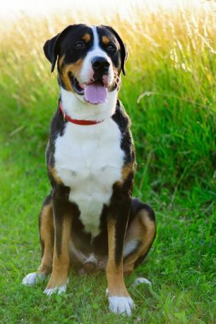 deze hond staat bij veel fokkers ook bekend als Zwitsers