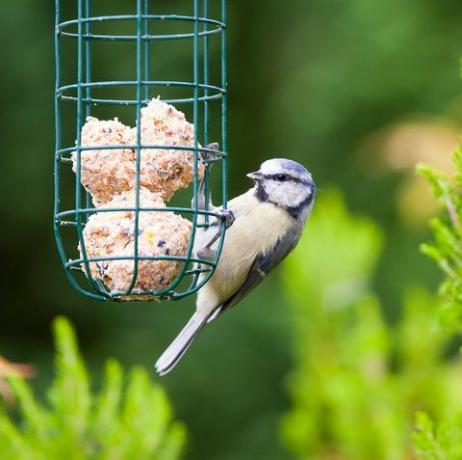 vogel, snavel, vogelvoorziening, vogelvoeder, vogelvoer, dieren in het wild, mees, plant, neerstrijken vogel, staart,