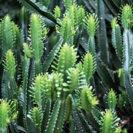 close-up beeld van euphorbia ingens cactusbomen