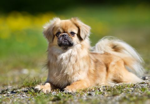 tibetan spaniel hond buiten in de natuur