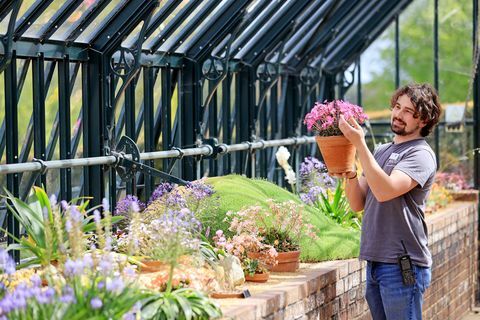 horticulturalist tom king verzorgt vanmorgen de alpine collecties in het alpine display house in rhs garden wisley in surrey, dat op maandag 17 mei zijn deuren zal heropenen voor het publiek