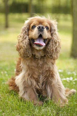 Cocker spaniel