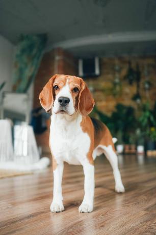 beagle-hond