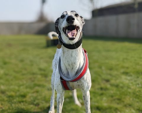 bandiet de achtjarige lurcher reddingshond