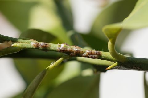 schaalinsecten op een stengel van een citroenboom