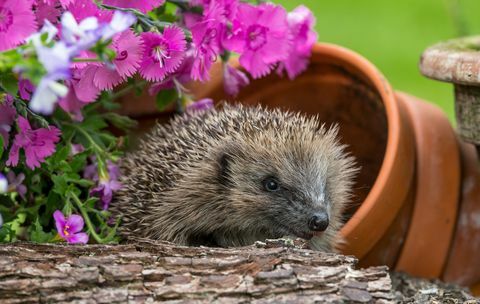 egel, wilde, inheemse, Europese egel foerageren in kleurrijk bloembed