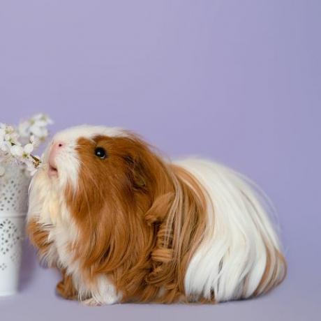 sheltie cavia