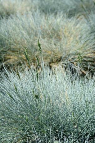 siertuin in de lente met bloeiend blauw zwenkgras