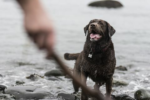 Speel haal op het strand