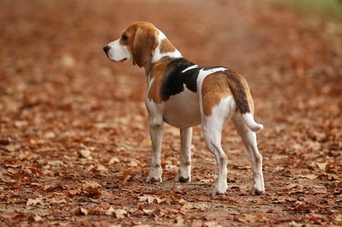 hond beagle in de natuur