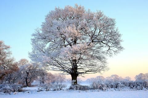 Boom bedekt met sneeuw