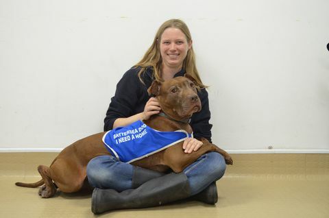 hond huisdier puppy labrador battersea honden thuis