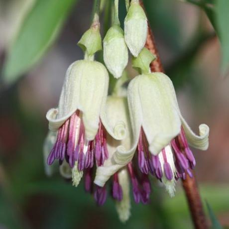 lentebloemen – clematis