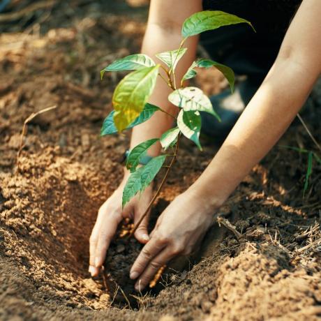 het planten van een boom