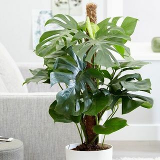 Monstera deliciosa - Zwitserse Kaasplant