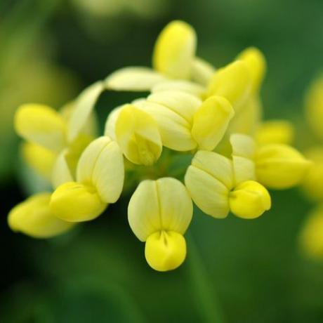 lentebloemen – coronilla valentina