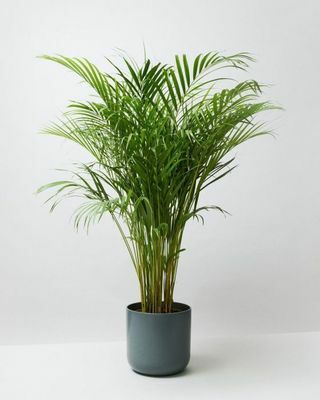 Areca-palm