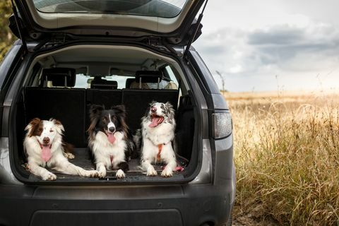 drie honden klaar om te reizen in de kofferbak van de auto
