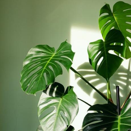 close-up van grote bladeren van monstera deliciosa palm in fel verlicht tegen groene muur de orkaan of zwitserse kaasplant