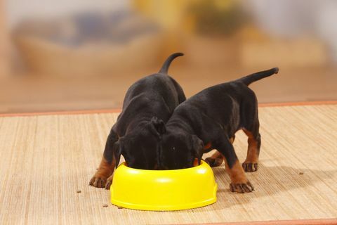 Puppy eten uit gele kom