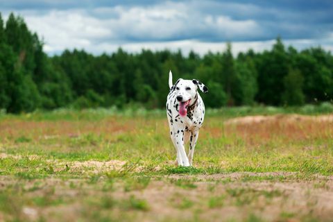 Leuke hond die op veld loopt