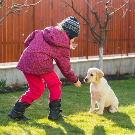 puppytraining tips