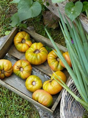 tomaten van eigen bodem