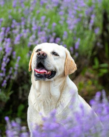 portret van een gele labrador retriever-hond zittend in een paars lavendelveld