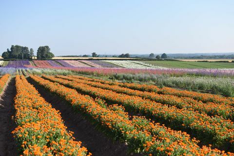 Bloemen - Bloemblaadjes van Shropshire