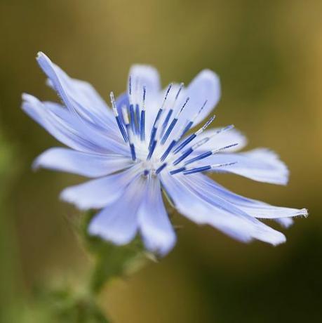 mooie bloemenfoto's