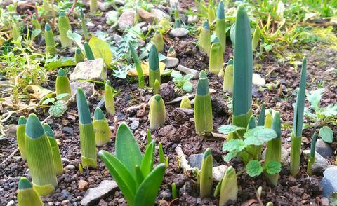 Zo bereidt u uw tuin voor op de lente