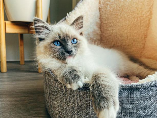 ragdoll kitten zit ontspannen in wollen bed