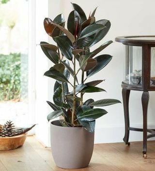 3ft rubberplant | Ficus Robusta | 7L pot