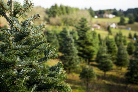 Bomen bij Kerstboomlandbouwbedrijf