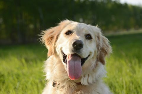 portret van golden retriever